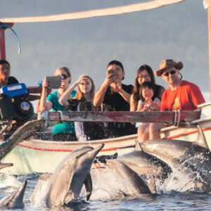 Dolphin Watching / Swimming with Dolphins