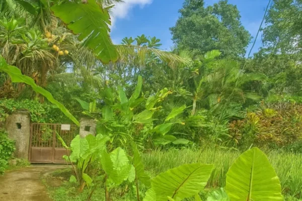 Entrance Walkpath Jungle Hideaway Villas