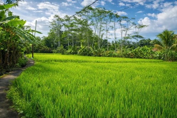 Ricefield View Jungle Hideaway Villas