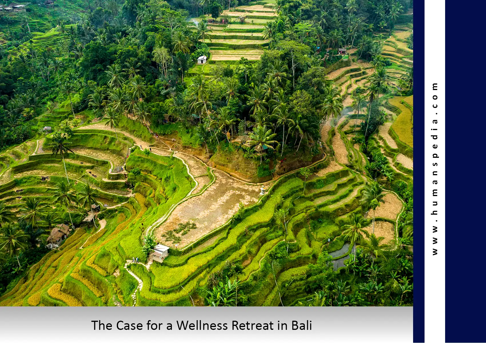 Aerial view of lush, green terraced rice fields and palm trees, serving as a scenic Ubud guide with text that reads, "The Case for a Wellness Retreat in Bali